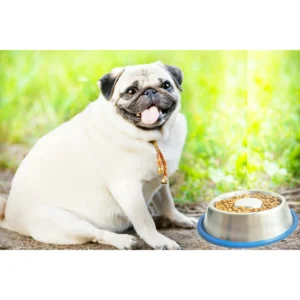 Slow Feed Anti-Bloat Dog Bowl with New Bonded Silicone Base